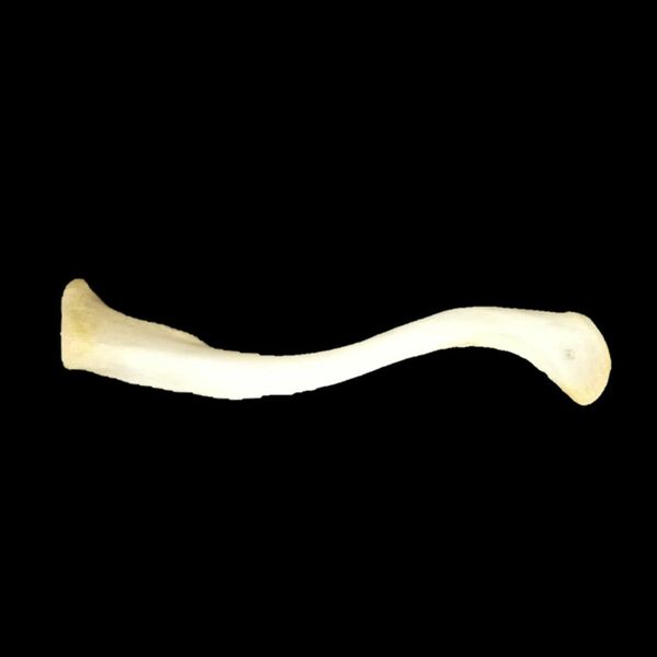 骨格標本　左鎖骨