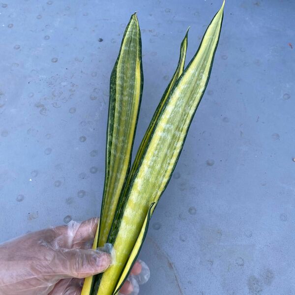 サンスベリア　カリフォルニア　SANSEVIERIA 'CALIFORNIA' 