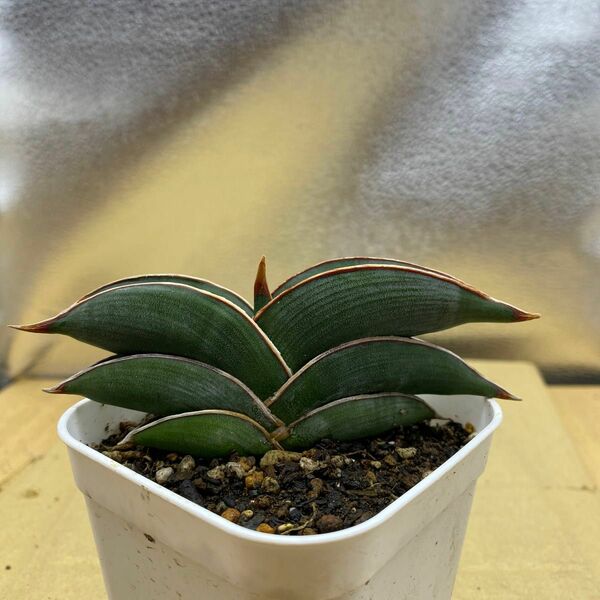 サンスベリア　ロリダ　 Sansevieria RORIDA サンセベリア ロリダ 多肉植物