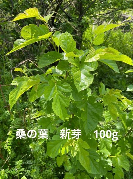 桑の葉　新芽100g 岐阜県産　無農薬　草食動物のおやつ
