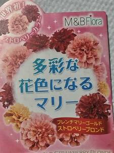 種　マリーゴールド　ストロベリーブロンド　20粒　／タネ　たね