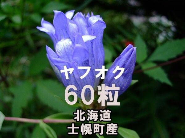 エゾリンドウ 種子 60粒 北海道士幌町産 山野草