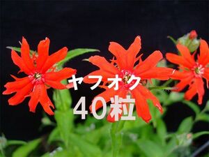 カラフトエンビセンノウ 種子 40粒 山野草