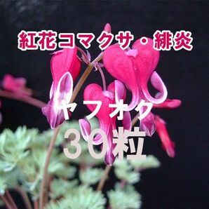 紅花 コマクサ 緋炎 ひえん 種子 30粒 高山植物 山野草