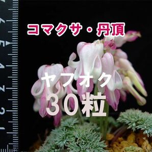 コマクサ 丹頂 種子 30粒 山野草 高山植物