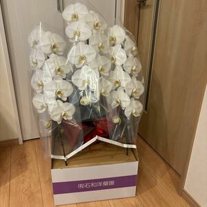 【土日セール】　胡蝶蘭　花24リン　蕾12個