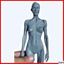 人体モデル 女 グレー スタンド付き 1:6 彫刻 ペインティング 人体筋肉 約30cm 11インチ 人体模型 169_画像6