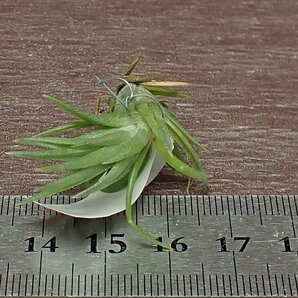 Tillandsia neglecta チランジア・ネグレクタ■エアプランツTI★第四種送料別途★税別1円～!!の画像3