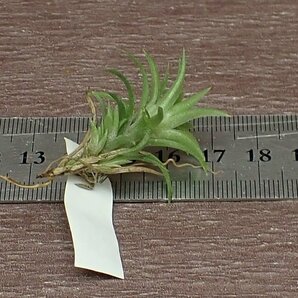 Tillandsia neglecta チランジア・ネグレクタ■エアプランツTIの画像2