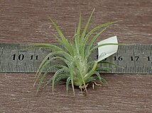 Tillandsia ionantha Mexican チランジア・イオナンタ メキシカン■エアプランツTI_画像2