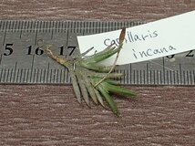 Tillandsia capillaris v.incana？ チランジア・カピラリス インカーナ■エアプランツBS_画像3