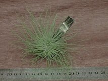 Tillandsia fuchsii f.gracilis チランジア・フックシー グラシリス●エアプランツEP_画像3