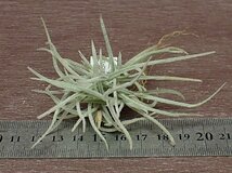 Tillandsia 'Old Man's Gold' チランジア オールドマンズゴールド■エアプランツPR_画像3