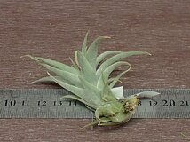 Tillandsia edithae Green form チランジア・エディシアエ グリーンフォーム■エアプランツPR_画像2