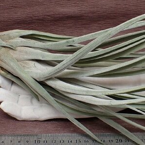 Tillandsia 'Clara Kouchalakos' チランジア クララクチャラコス●エアプランツJD★第四種送料別途★税別1円～!!の画像1