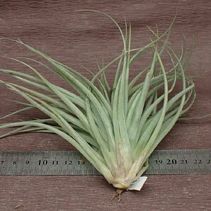 Tillandsia 'Houston Colossus' チランジア ヒューストンコロッサス★エアプランツPRの画像2