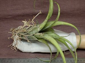 Tillandsia flexuosa 'Grand Cayman' チランジア・フレクスオーサ グランドケイマン★エアプランツTI