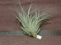 Tillandsia 'Houston Red Princess' チランジア ヒューストンレッドプリンセス★エアプランツPR_画像2