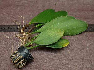 Bulbophyllum longissimum バルボフィラム・ロンギシマム★ラン苗