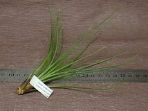 Tillandsia tricolor v.melanocrater チランジア・トリコロール メラノクラテル■エアプランツCO_画像2