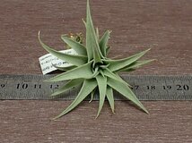 Tillandsia edithae Green form チランジア・エディシアエ グリーンフォーム■エアプランツPR_画像3