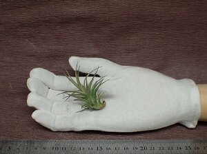 Tillandsia aeranthos 'Bronze' チランジア・アエラントス ブロンズ■エアプランツTI