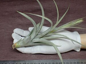 Tillandsia elizabethae チランジア・エリザベシアエ★エアプランツPR