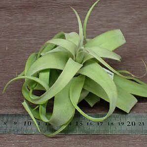 Tillandsia streptophylla Guatemala チランジア・ストレプトフィラ グアテマラ★エアプランツTIの画像3