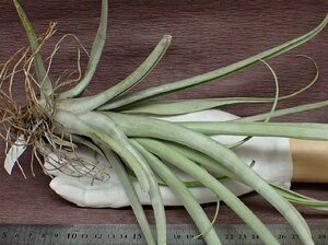 Tillandsia schusterichi Ran jia*shus Terry * воздушный растения TI