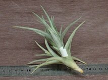 Tillandsia 'Mystic Trumpet Coral' チランジア ミスティックトランペットコーラル★エアプランツPR_画像2