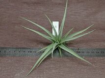 Tillandsia ixioides チランジア・イキシオイデス★エアプランツEP_画像3