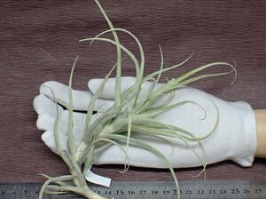 Tillandsia arhiza giant formchi Ran jia*a Liza ja Ian to foam * air plant PR