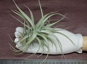 Tillandsia recurvifolia v.subsecundifolia x T.aeranthos チランジア レクルビフォリアxアエラントス★エアプランツPR