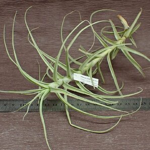 Tillandsia paleacea Hybrid Green form チランジア・パレアセア ハイブリッド グリーンフォーム★エアプランツPRの画像3