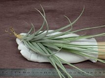 Tillandsia ixioides x T.reichenbachii チランジア・イキシオイデスxライヘンバッキー★エアプランツTI_画像1