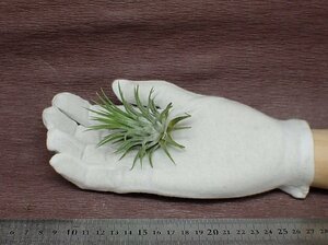 Tillandsia ionantha 'Silver' チランジア・イオナンタ シルバー●エアプランツDP★第四種送料別途★税別1円～!!