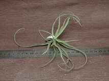 Tillandsia reichenbachii White flower チランジア・ライヘバッキー 白花●エアプランツJD★第四種送料別途★税別1円～!!_画像3