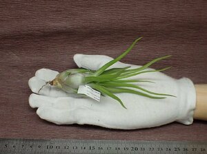 Tillandsia ionantha v.vanhyningii x T.bulbosa 'Belize' チランジア・イオナンタ バンハイニンギーxブルボーサベリーズ●エアプランツJD