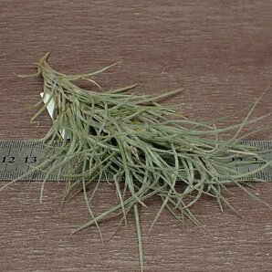 Tillandsia usneoides x T.recurvata form1 チランジア・ウスネオイデスxレクルバータ フォーム1●エアプランツPRの画像3