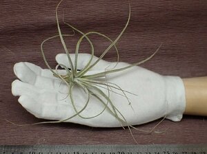 Tillandsia schiedeana Gray form チランジア・シーディアナ グレーフォーム●エアプランツPR