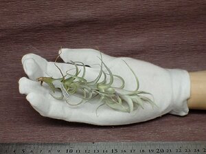 Tillandsia macbrideana チランジア・マックブリデアナ■エアプランツTI!