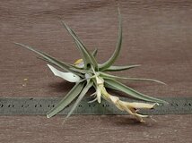 Tillandsia aeranthos 'Royal Flush' チランジア・アエラントス ロイヤルフラッシュ■エアプランツTI!_画像3