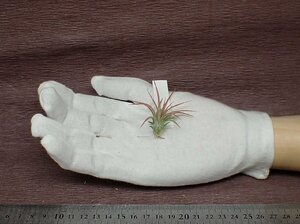 Tillandsia ionantha Mexican チランジア・イオナンタ メキシカン■エアプランツTI!