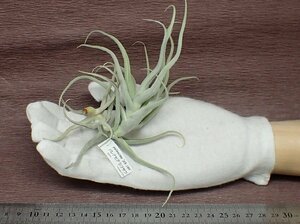 Tillandsia paleacea 'zik zak' チランジア・パレアセア ジクザク★エアプランツPR