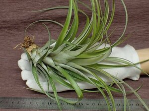 Tillandsia limbata チランジア・リンバタ★エアプランツTI