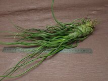 Tillandsia bulbosa Giant form チランジア・ブルボーサ ジャイアントフォーム★エアプランツKK_画像3