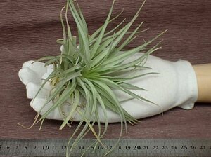 Tillandsia 'Houston DarkRed' チランジア ヒューストンダークレッド★エアプランツPR