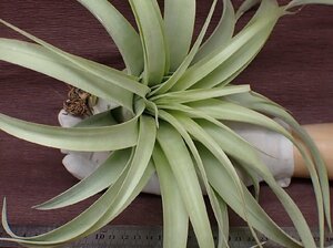 Tillandsia capitata 'Giant White' チランジア・カピタータ ジャイアントホワイト★エアプランツTI