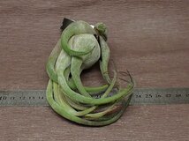 Tillandsia seleriana チランジア・セレリアナ★エアプランツEP_画像3