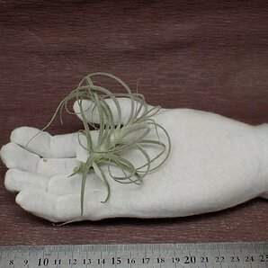 Tillandsia straminea 'Bush'70 チランジア・ストラミネア ブッシュ●エアプランツTIの画像1